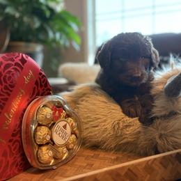 HERSHEY - Brown and white male Aussiedoodle puppy in Sheridan, Arkansas from Runnin’ Wild Ranch Aussies