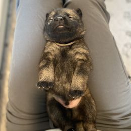 Brown-Vampyr - Sable male German Shepherd puppy in Medical Lake, Washington from Nine Realms German Shepherds