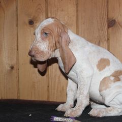 Girl 1 - White and orange female Bracco Italiano puppy in Osceola, Wisconsin from Legend Bloodhounds