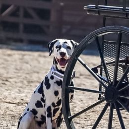 Dalmatians from Dalmatian Adoration