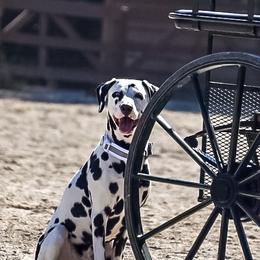 Dalmatians from Dalmatian Adoration