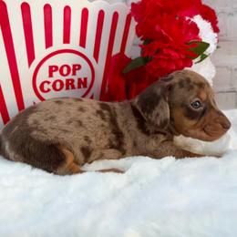 Mark - Dapple male Dachshund puppy in Colbert, Oklahoma from Brooke Crenshaw