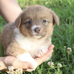 ☁️ Misty ☁️ - Sable female Pembroke Welsh Corgi puppy in Fayetteville, Arkansas from Intergalactic Corgis