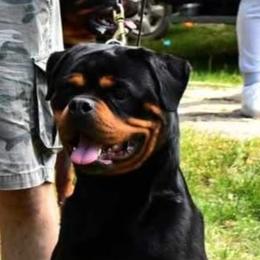 Olina - Rottweiler