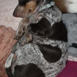 Lainey - Dachshund