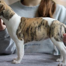 Frankie - White and red brindle female Whippet puppy in Atlanta, Georgia from Sinaj
