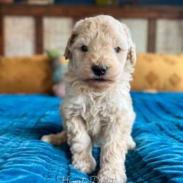 Humpty Dumpty - Apricot male Goldendoodle puppy in Grove, Oklahoma from Guinn Family Farms