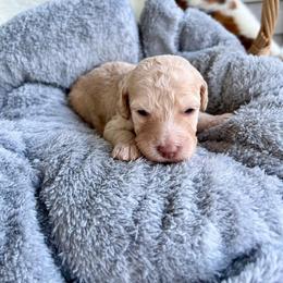 Minnie Mouse - Cream female Goldendoodle puppy in Taylorsville, Georgia from Sweet Southern Doodles