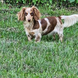 Dachshund All Grown Up from BlackPine Kennels