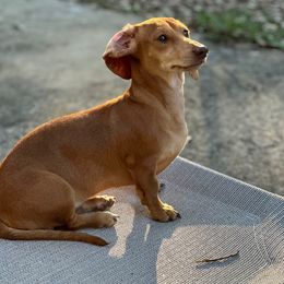 Honey - Dachshund