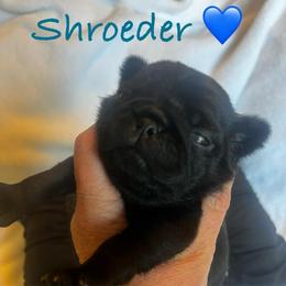 'Schroeder' Black boy 2 - Black male Pug puppy in Onalaska, Washington from Cupid’s Pugs