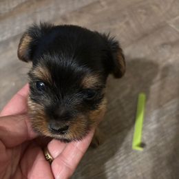 Light green collar - Black and tan female Yorkshire Terrier puppy in Estiffanulga, Florida from Halls Tiny Yorkies