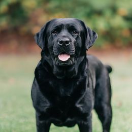 Ready - Labrador Retriever