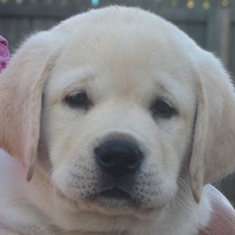Labrador Retriever Puppies from Belquest Labradors