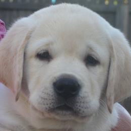 Labrador Retriever Puppies from Belquest Labradors