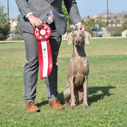 Tala - Weimaraner