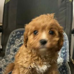 Boy 1 Halo - Red male Cavapoo puppy in Salisbury, North Carolina from Carolina Canines