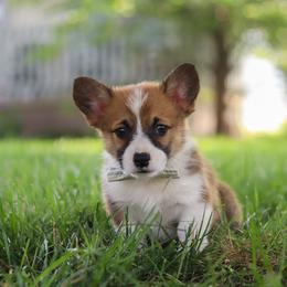 Kobe - Sable male Pembroke Welsh Corgi puppy in Sugarcreek, Ohio from Admar Canines