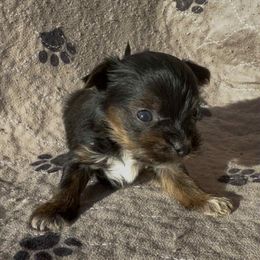 Purple collar Boy 1 - Black and tan male Yorkshire Terrier puppy in Houston, Texas from Little things