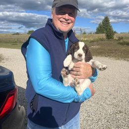 Hot pink collar - Red and white female English Springer Spaniel puppy in Sterling, Michigan from Springerdoodles In MI