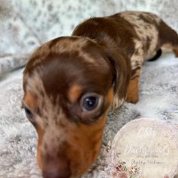 Dachshund Puppies from CSW Dachshunds