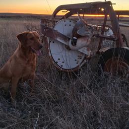 Daisy - Labrador Retriever