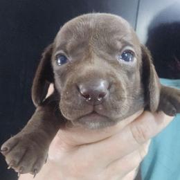 Brandy - Chocolate female Dachshund puppy in Bigfork, Minnesota from Long Ears and Long Dogs Ranch