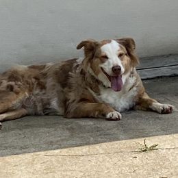 Cinna - Australian Shepherd