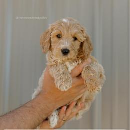Greg - Apricot male Goldendoodle puppy in Hiddenite, North Carolina from Rose and Reid Doodles