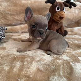 Starkhaus' Lil' Blue Barbie - Blue fawn female French Bulldog puppy in Westerly, Rhode Island from Starkhaus Rottweilers & Frenchies