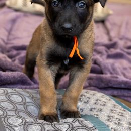 Orange Collar Female - Fawn female Belgian Malinois puppy in Fredonia, Arizona from Zion Malinois