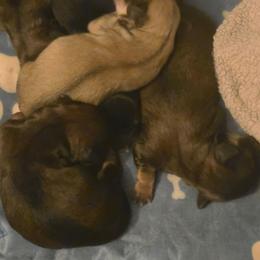 Girl 2 - Sable female Cavapoo puppy in Medina, Ohio from Momma's Mastiffs