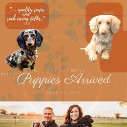Sutton AKC - Dapple female Dachshund puppy in Erick, Oklahoma from 4-L Backyard Dach
