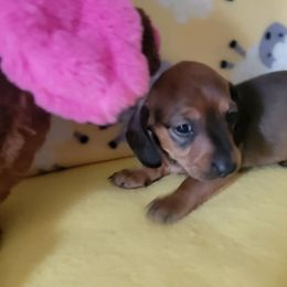 Girl 1 - Sable female Dachshund puppy in Klamath Falls, Oregon from Luvindoxys4u