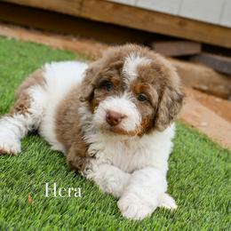 Bernedoodle puppies from Sun Valley Goldendoodles