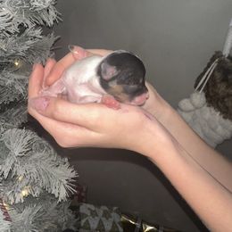 Girl 3 - Parti female Yorkshire Terrier puppy in Grant Town, West Virginia from Lauren's Yorkshire Terriers