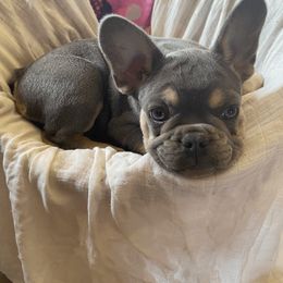 French Bulldog Puppies from Bleu Rock French Bulldogs