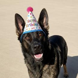 German Shepherd All Grown Up from Von Bairdhaus