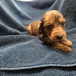 Arnold - Dapple male Dachshund puppy in Stillwater, Oklahoma from Shade Tree Dachshunds