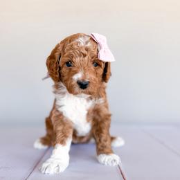 Viper - Apricot female Goldendoodle puppy in Garden Grove, California from Sunkissed Doodles