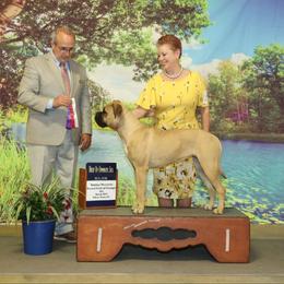 Daphne - Bullmastiff