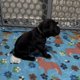 Girl 4 - Black Cane Corso puppy in Linden, Texas from Da Boyz Cane Corso