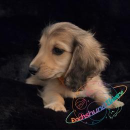 Pluto - Cream male Dachshund puppy in Peyton, Colorado from Dachshund Universe