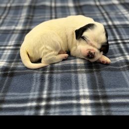 Virginia - Blue belton and tan (tri-color) female English Setter puppy in Rogers, Ohio from StoneyBrook Setters