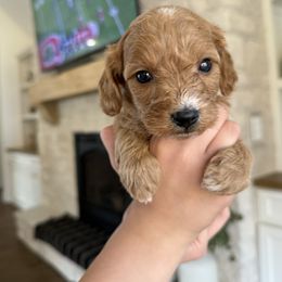 Cavapoochon Puppies from Doodles by design