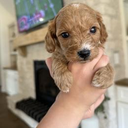 Cavapoochon Puppies from Doodles by design