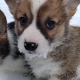 Triple Clear, OFA parents, Boy - Sable male Pembroke Welsh Corgi puppy in Harpursville, New York from Rex Farm Corgis
