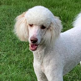 Oliver - Poodle