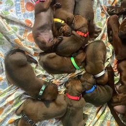 Redbone Coonhound Puppies from Shannon Family Redbone Coonhounds