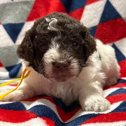 Yellow (aka Purple) collar girl - Phantom female Poodle puppy in Huntsville, Alabama from Flint River Poodles